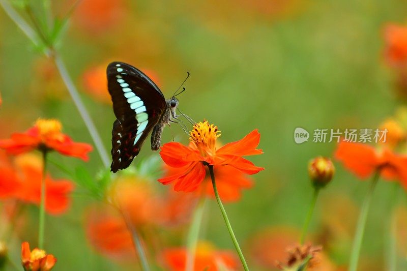 蝴蝶和黄色/橙色的宇宙花